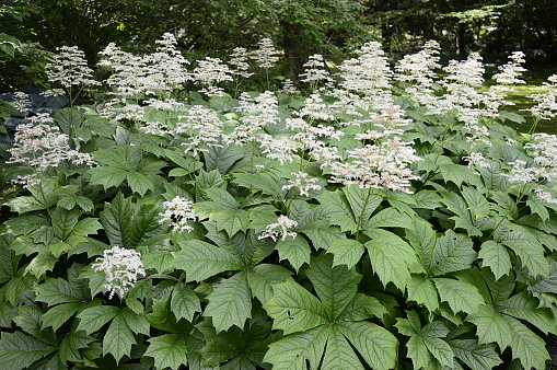 Closeup Rodgersia aesculifolia chestnut-leaved with blurred background in garden
