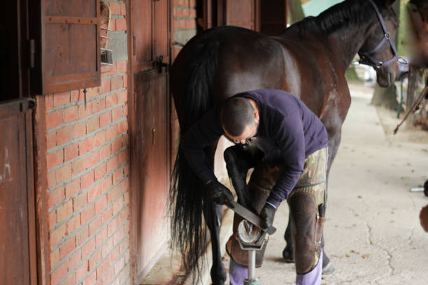 Horse's Hoof Manicure