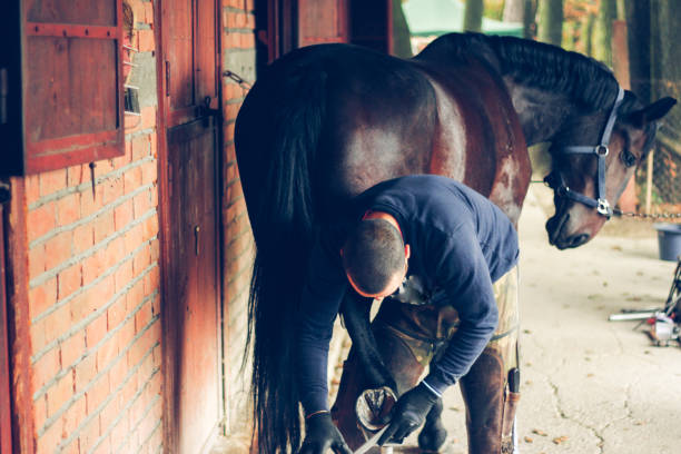 istock Horse's Hoof Manicure 1185726927