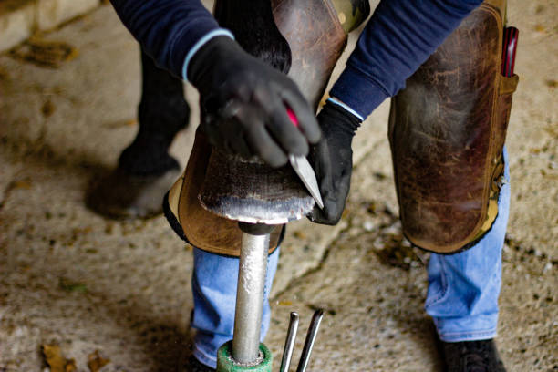 istock Horse's Hoof Manicure 1185727105