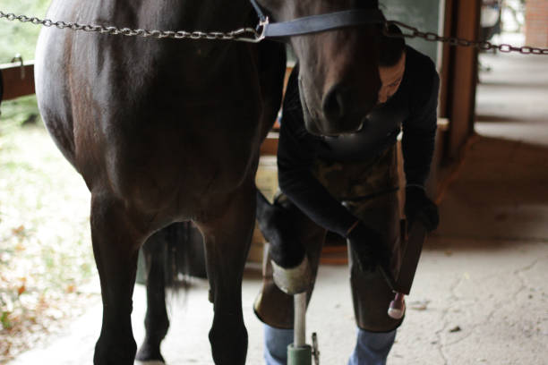 istock Horse's Hoof Manicure 1185727106
