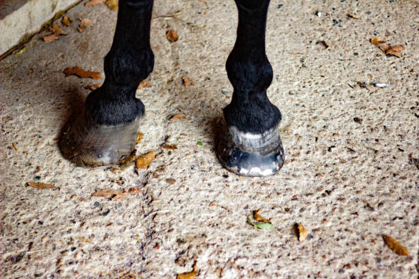 istock Horse's Hoof Manicure 1185727177