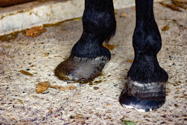 istock Horse's Hoof Manicure 1185727180