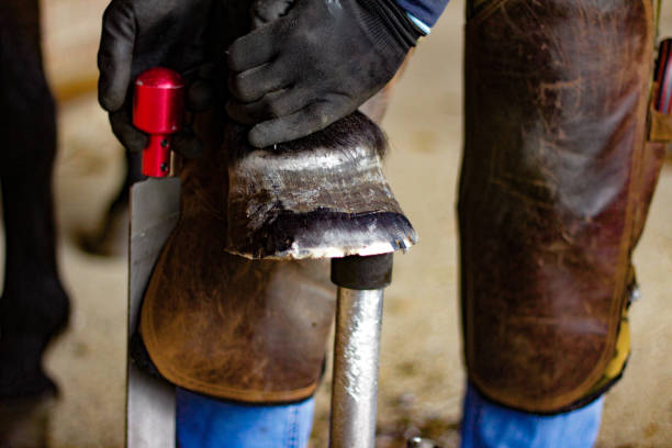 istock Horse's Hoof Manicure 1185727206