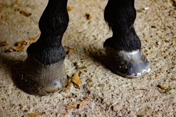 istock Horse's Hoof Manicure 1185727222