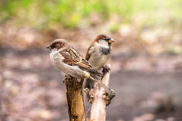 istock Two sparrows are sitting on a branch with a blurred background. 1185727393