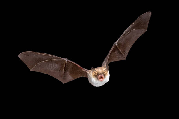 istock Flying Natterers bat isolated on black background 1185727424