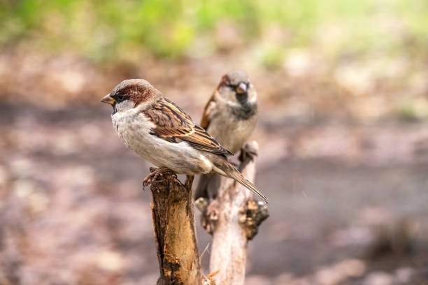 istock Two sparrows are sitting on a branch with a blurred background. 1185727452