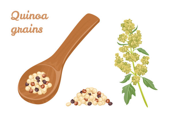 quinoa tricolor körner in holzlöffel, haufen von samen und pflanze isoliert auf weißem hintergrund. superfood vektor-illustration in cartoon einfachen flachen stil. - quinoa stock-grafiken, -clipart, -cartoons und -symbole