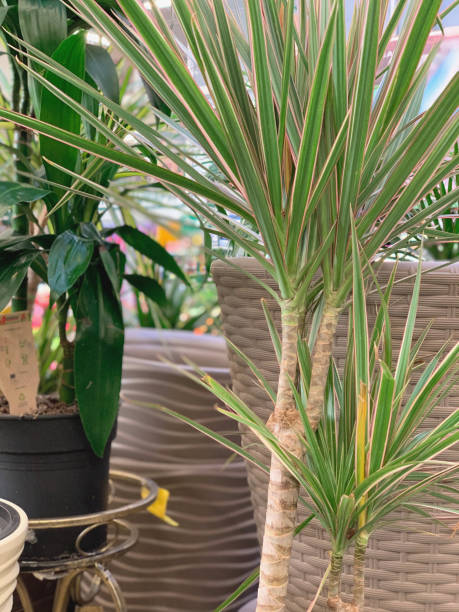 istock Botanical garden, decorative flower pots. 1185727573