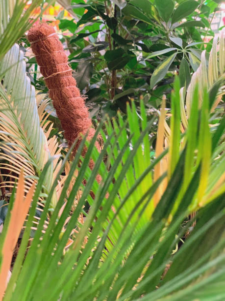 istock Botanical garden, palm branch. 1185727579