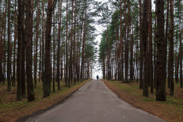 un sendero asfáltico pasa a través de un bosque de pinos hacia el mar. a lo lejos, la figura de una mujer que sale con ropa de invierno es visible. paisaje. fondo. estonia. tallin - out of season fotografías e imágenes de stock