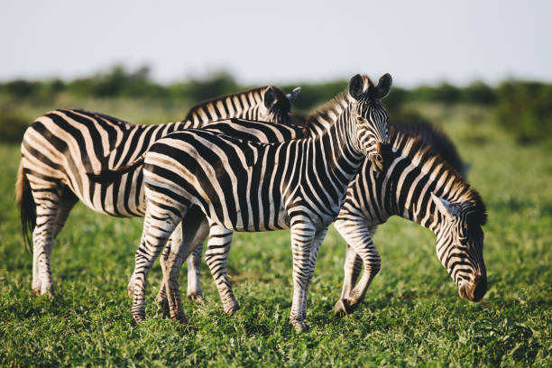 istock Three Common Zebras foraging on savanna 1185728330