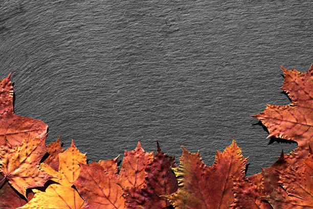 istock Autumn background with colorful fall maple leaves on black bacground with place for text. 1185728346