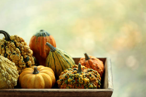 still life pictures of pumpkin