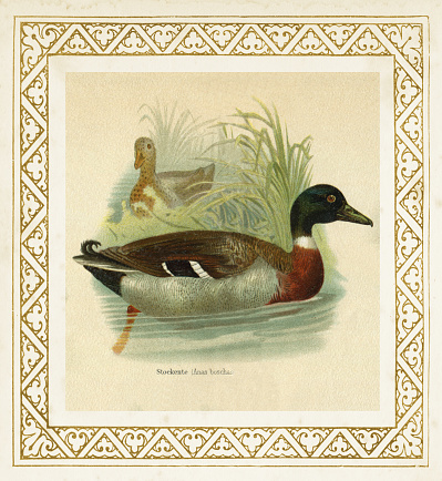 The mallard ( Anas platyrhynchos or boschas ) is a dabbling duck that breeds throughout the temperate and subtropical Americas, Eurasia, and North Africa
Original edition from my own archives
Source : 