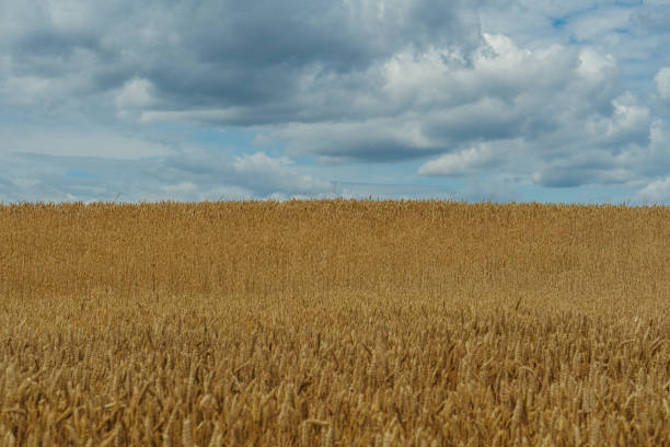 istock Wheat field. Wheat yellow field against a blue sky. 1185728982