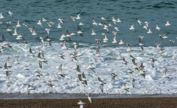 Sanderling flock, Sanderling flock,Peninsula de Valdes sanderling calidris alba stock pictures, royalty-free photos & images