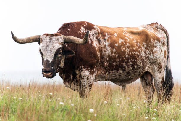 istock Longhorn Bull 1185730054