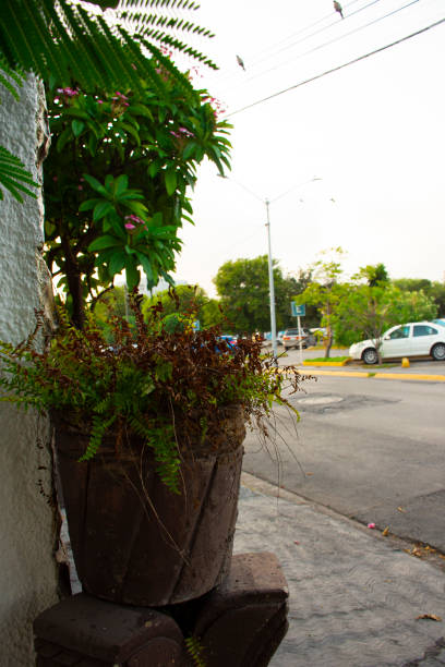 istock Typical Mexican flowers sown along urban parks 1185731391