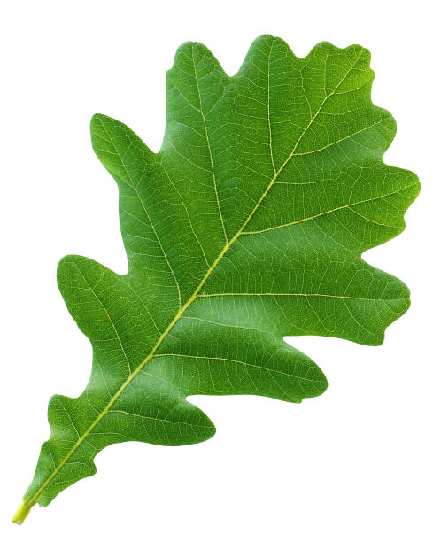 istock green oak leaf isolated on white background. 1185731688