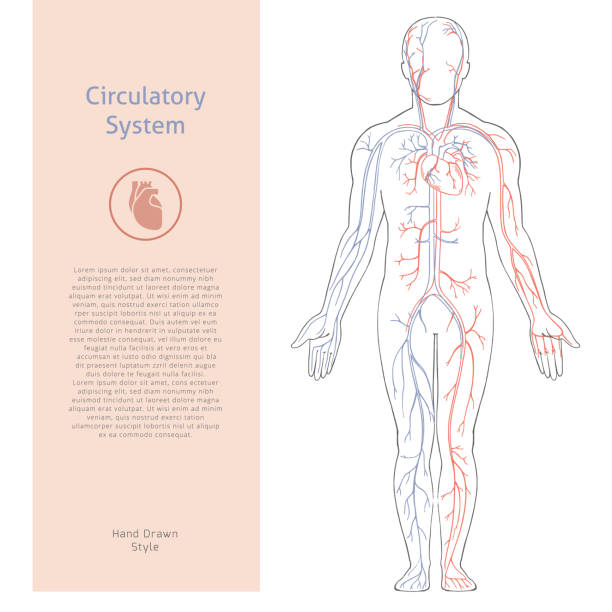 배경복고풍 스타일로 그려진 인간 순환 계통이 있는 벡터 배너 템플릿 - human artery illustrations stock illustrations