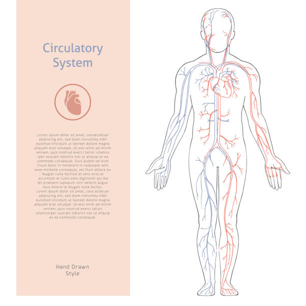 Vector banner template with human circulatory system drawn in retro style with background Vector banner template with human circulatory system drawn in retro style with background. The illustration depicts a circulatory system against background of a human silhouette with a place for text. human artery stock illustrations