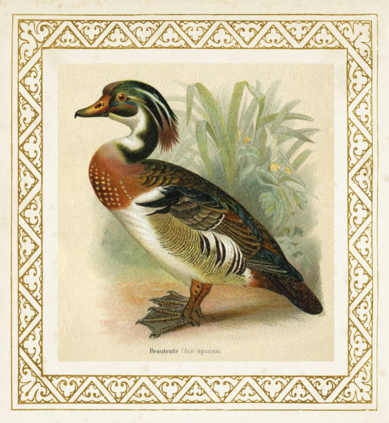 The wood duck or Carolina duck ( Aix sponsa ) is a species of perching duck found in North America.
Original edition from my own archives
Source : 