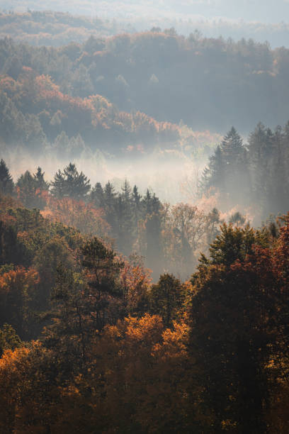 istock Autumn forest and fog at morning sunlight. 1185734448