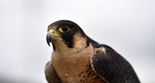 Falcon peregrine Falcon peregrine saker stock pictures, royalty-free photos & images