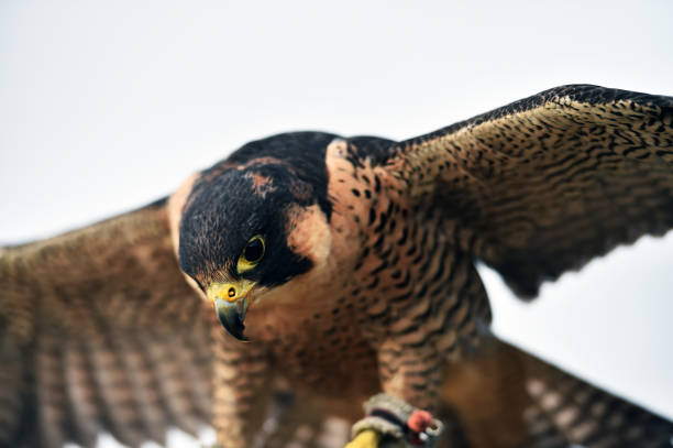 istock Falcon peregrine 1185734690