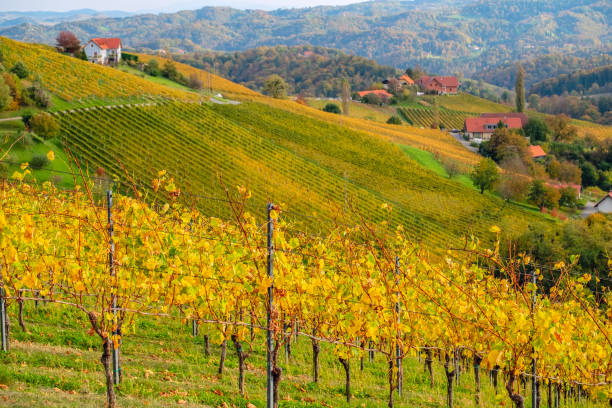 istock Vineyards in autumn 1185735707