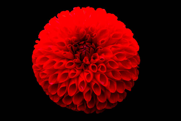istock Red Pompom Dahlia Blooming Macro 1185735855