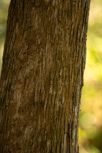 istock Textured tree trunk lighted by sunbeam in autumn. 1185735993
