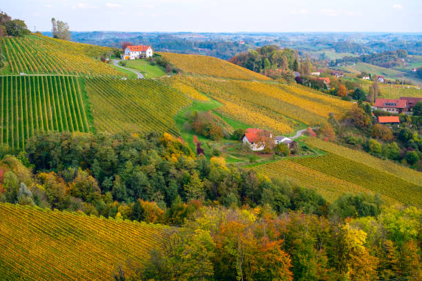 istock Vineyards in autumn 1185736385
