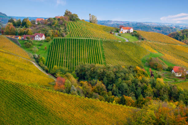 istock Vineyards in autumn 1185736416