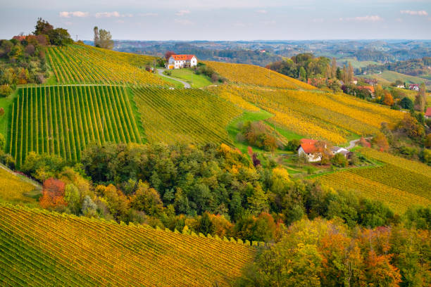 istock Vineyards in autumn 1185736466