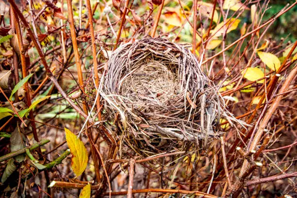 An empty song sparrow nest set in a spirea bush during the autumn