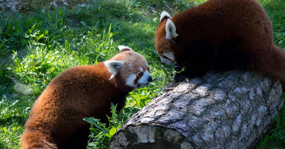 Close up of two red pandas that share bamboo.