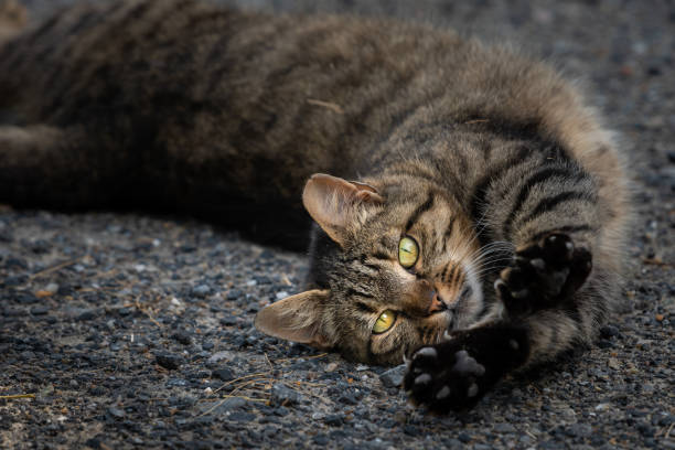 istock A tired tabby cat lying on the ground 1185741051