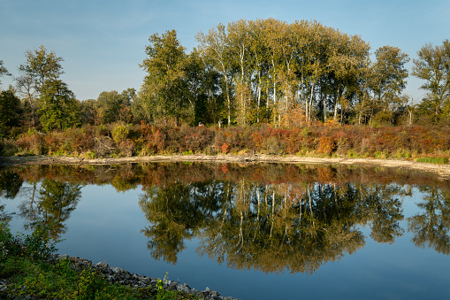 Small pond in Danube National park on a sunny day in autumn (Lobau, Vienna, Austria)