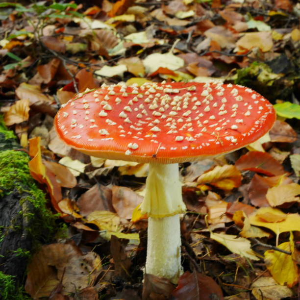 red toadstool in autumn leaves - mushroom fly agaric mushroom photograph toadstool imagens e fotografias de stock