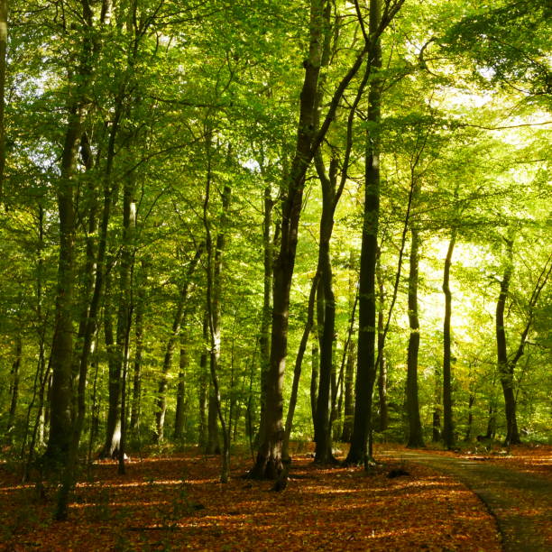 istock Curved path in beech woodland 1185741294