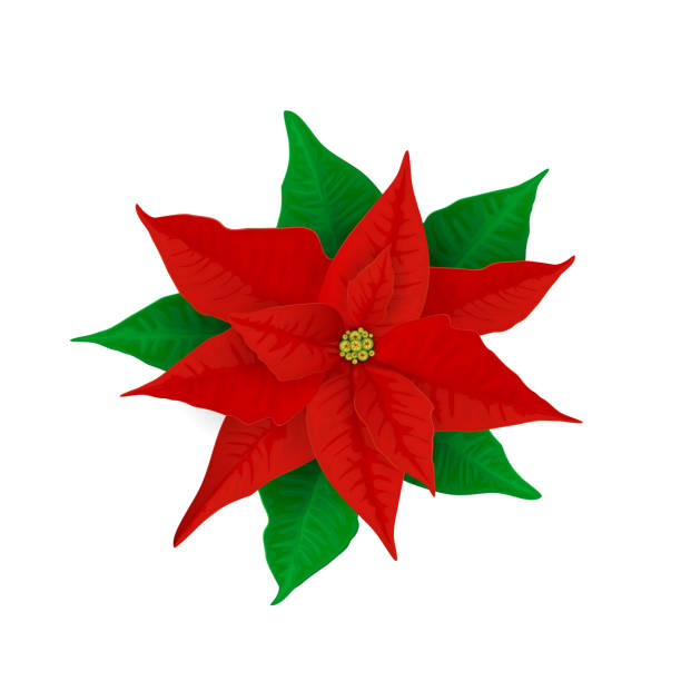 istock Christmas Poinsettia Plant 1185741417