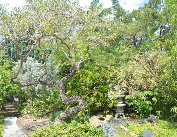 istock Japanese style garden 1185741668