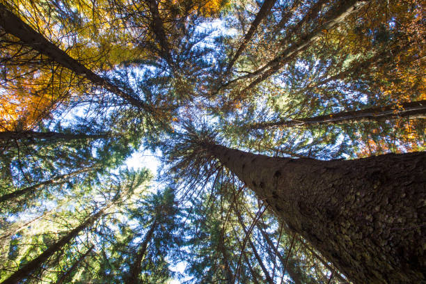 istock Forest trees. nature green wood sunlight backgrounds 1185742316
