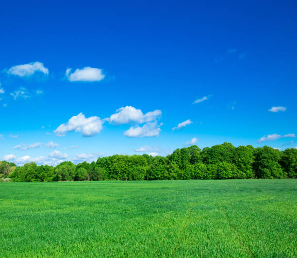 istock field of grass and perfect sky 1185742363