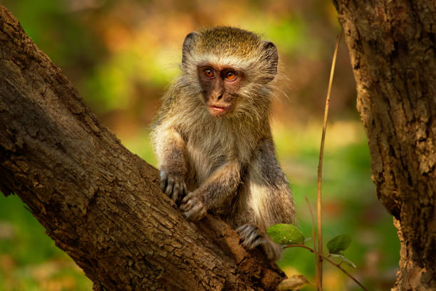 Vervet Monkey - Chlorocebus pygerythrus Old World monkey of the family Cercopithecidae native to Africa, very similar to malbrouck (Chlorocebus cynosuros).