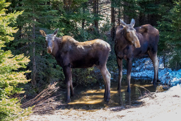 istock female moose and calf 1185743634
