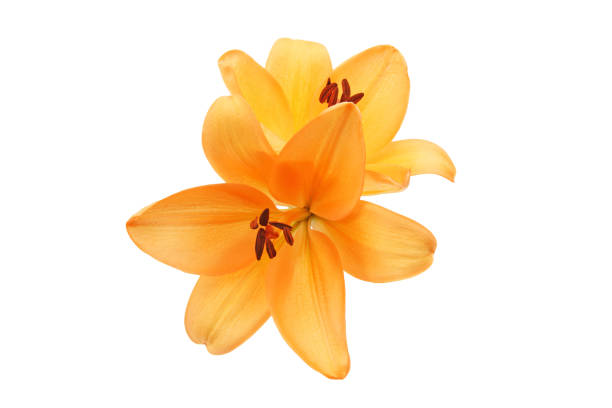 istock flower head of lily in a white background 1185743720